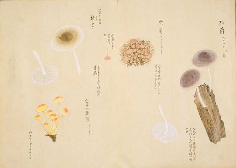 Japanese Enoki and other mushrooms from Baien kinpu