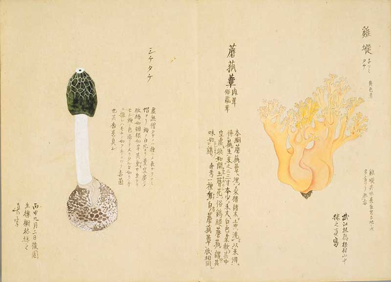 Vintage Japanese Painting of Green Morrell mushroom and a yellow fungi from the Baien Kinpu