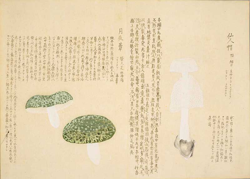 Vintage Japanese painting ofgreen and white mushrooms from Baien Kinpu