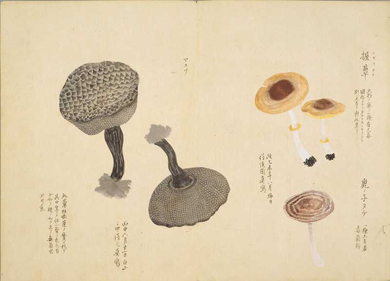 Vintage Japanese painting of grey mushrooms and 2 others from Baien Kinpu