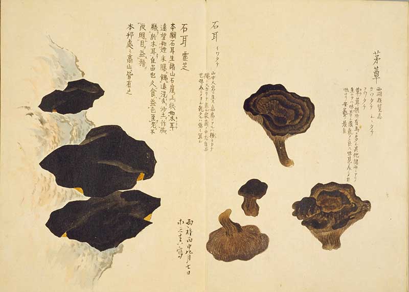 Vintage oyster mushrooms Japanese Painting from Baien Kinpu