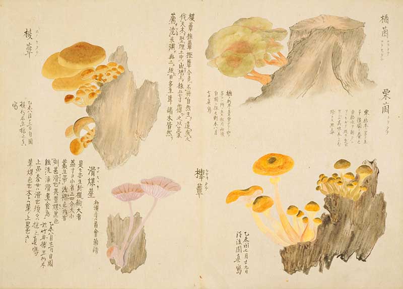 vintage Japanese pinetree mushrooms from the  Baien kinpu