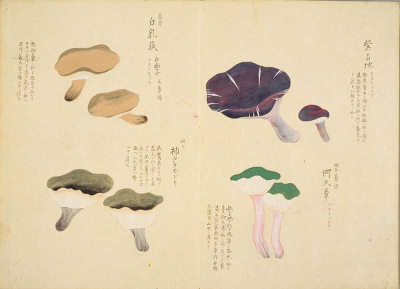 Vintage Japanese print of purple and green mushrooms from the Japanese Baien Kinpu