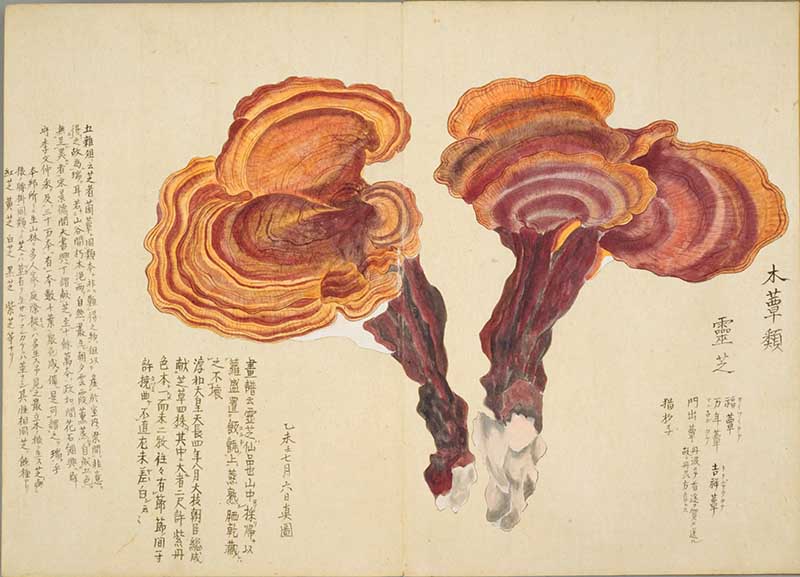 Red wood ear fungi Japanese 19th century painting