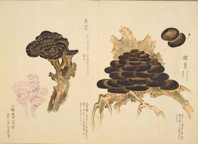 Japanese tree fungi painting by Baien kinpu