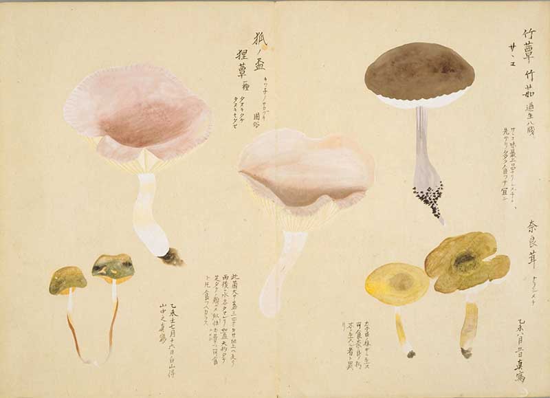 Vintage Japanese painting of 5 types of mushrooms from Baien Kinpu