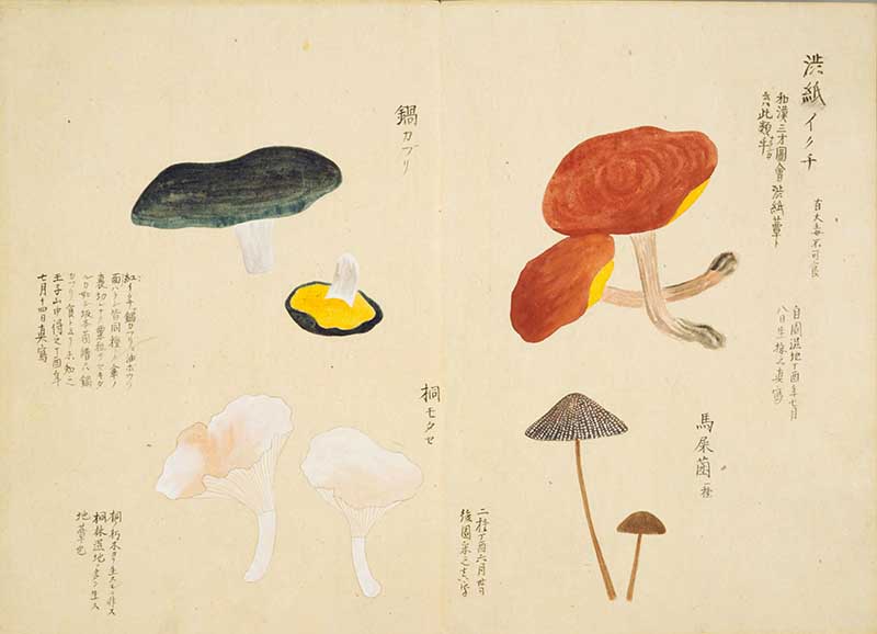 Four colourful fungi vitnage Japanese painting from Baien Kinpu