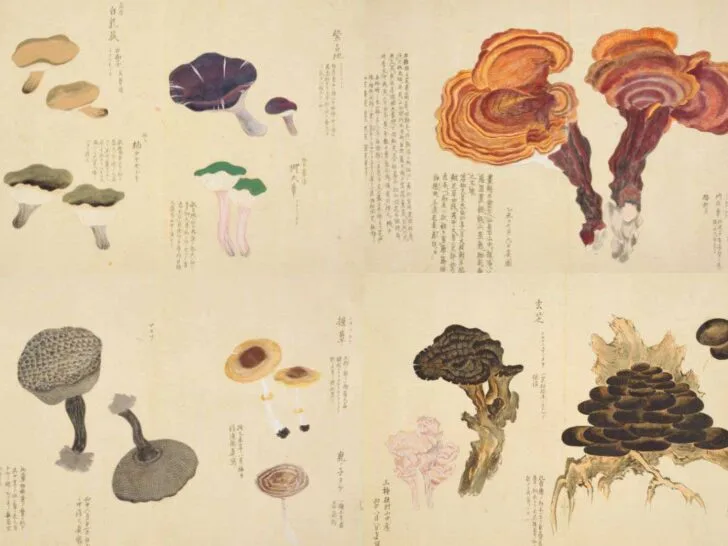 four plates of vintage Japanese mushroom paintings from the Baien Kinpu