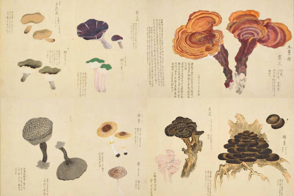 four plates of vintage Japanese mushroom paintings from the Baien Kinpu
