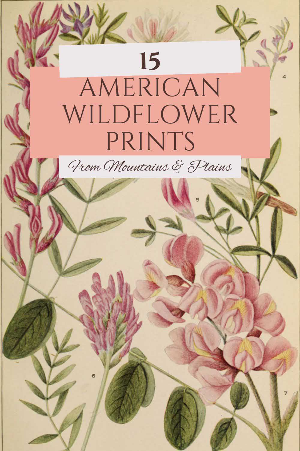 American wildflowers from the mountains and plains print for pin