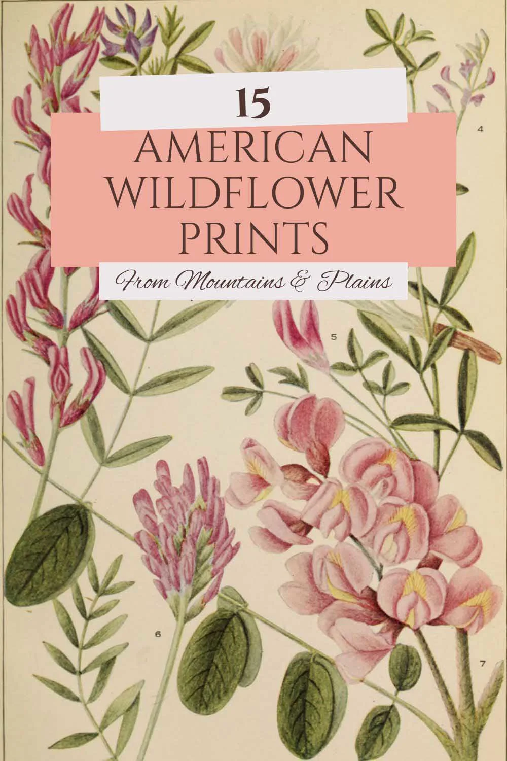 American wildflowers from the mountains and plains print for pin