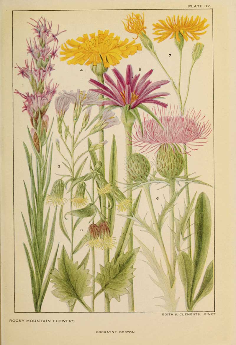 American Rocky mountain wild flowers Asters