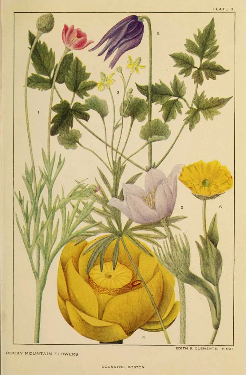 Amercian Wildflowers Buttercup Family and water lily