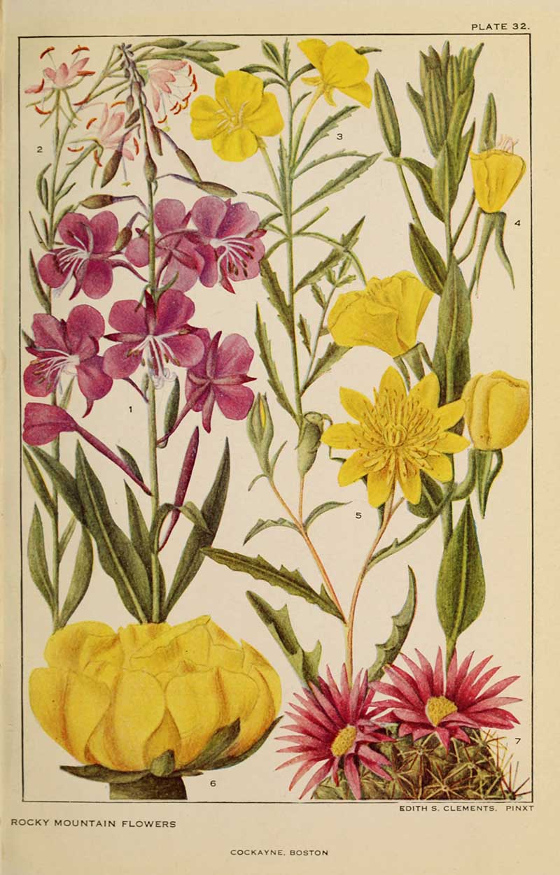 Rocky Mountain flower painting Cactus and Primrose family