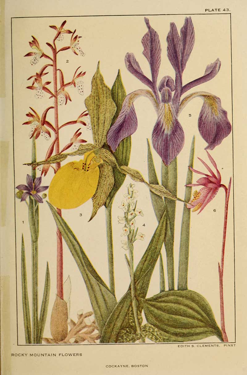 Rocky Mountain Iris and Orchid American wild flower prints