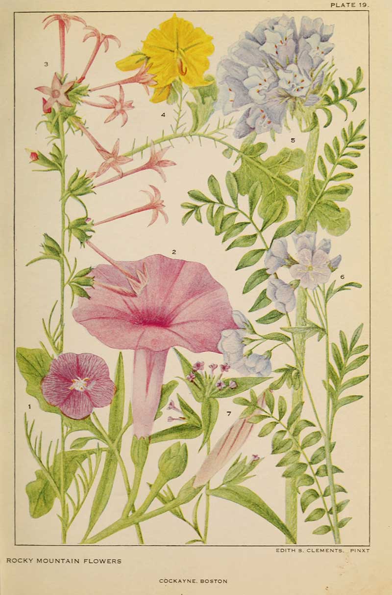 American wildflowers Morning glory family