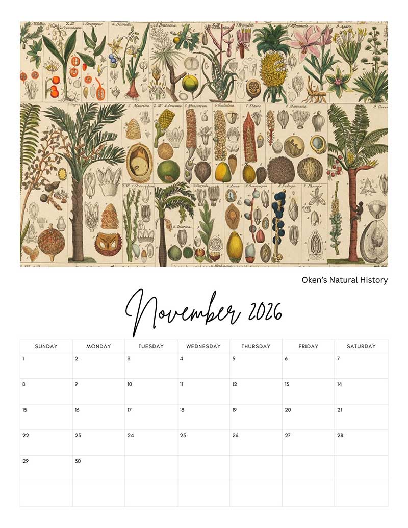 Oken's Natural History November Calendar Page