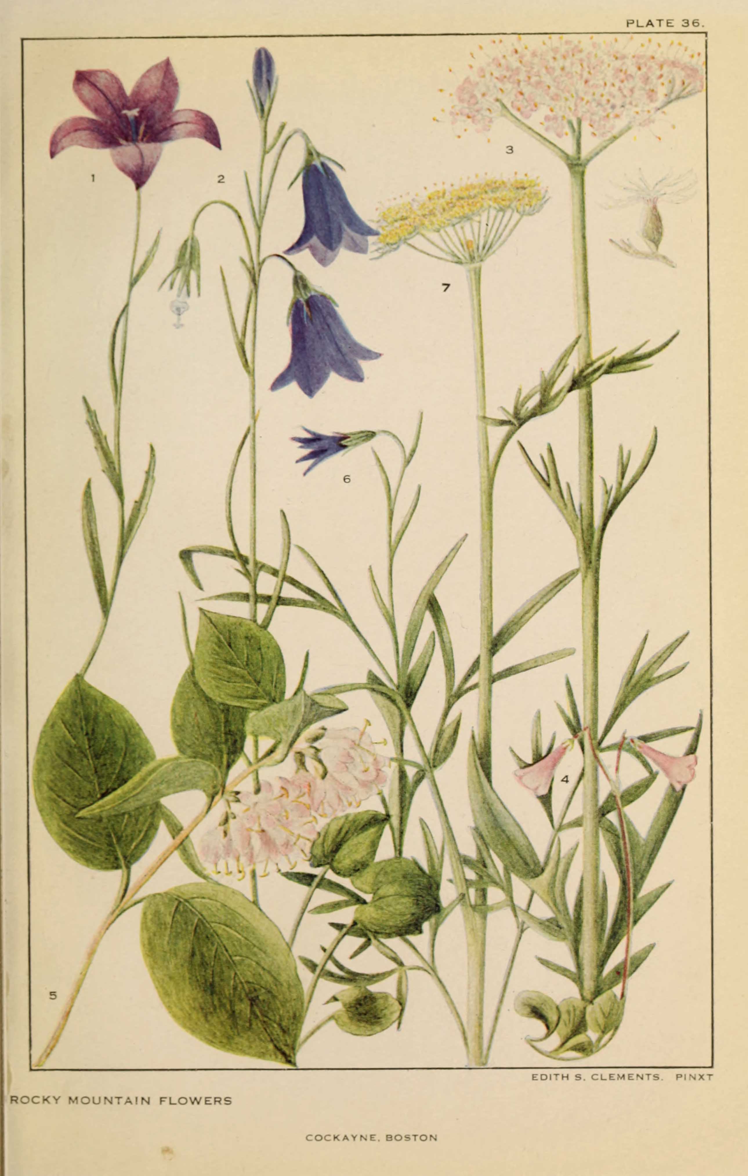 Parsely and Bluebell flowers American Wildflowers from the rocky Mountains