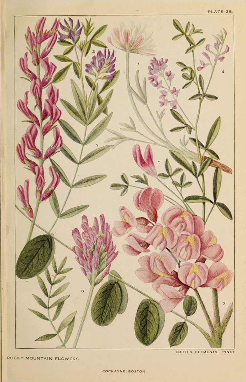 American wildflower prints pea family