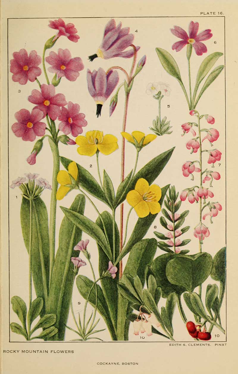 American wildflower prints of the Mountains and Plains Primrose Family