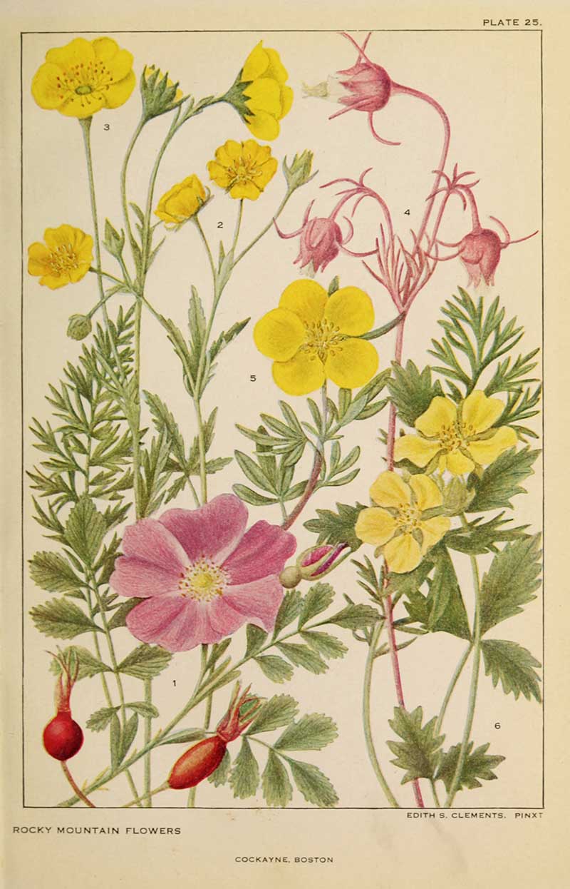 american wildflwers painting rose family