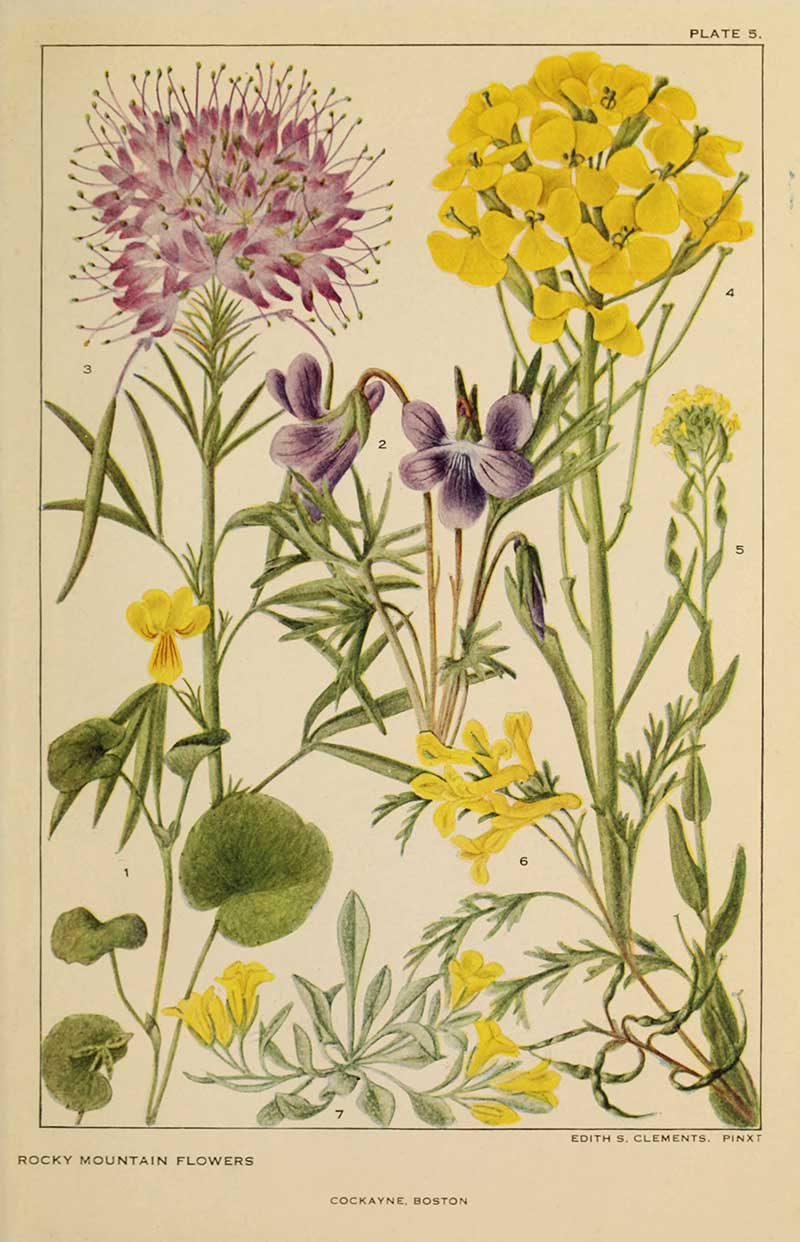 violet and mustard family botanical print