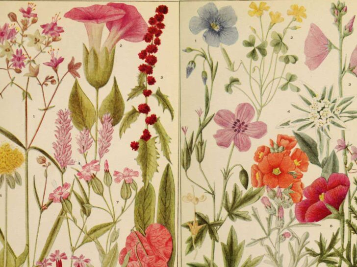 American wildflowers feature image