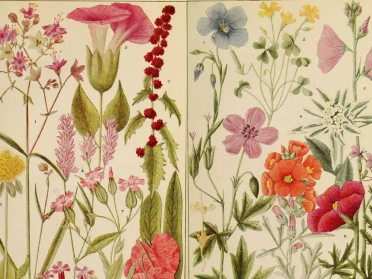 American wildflowers feature image