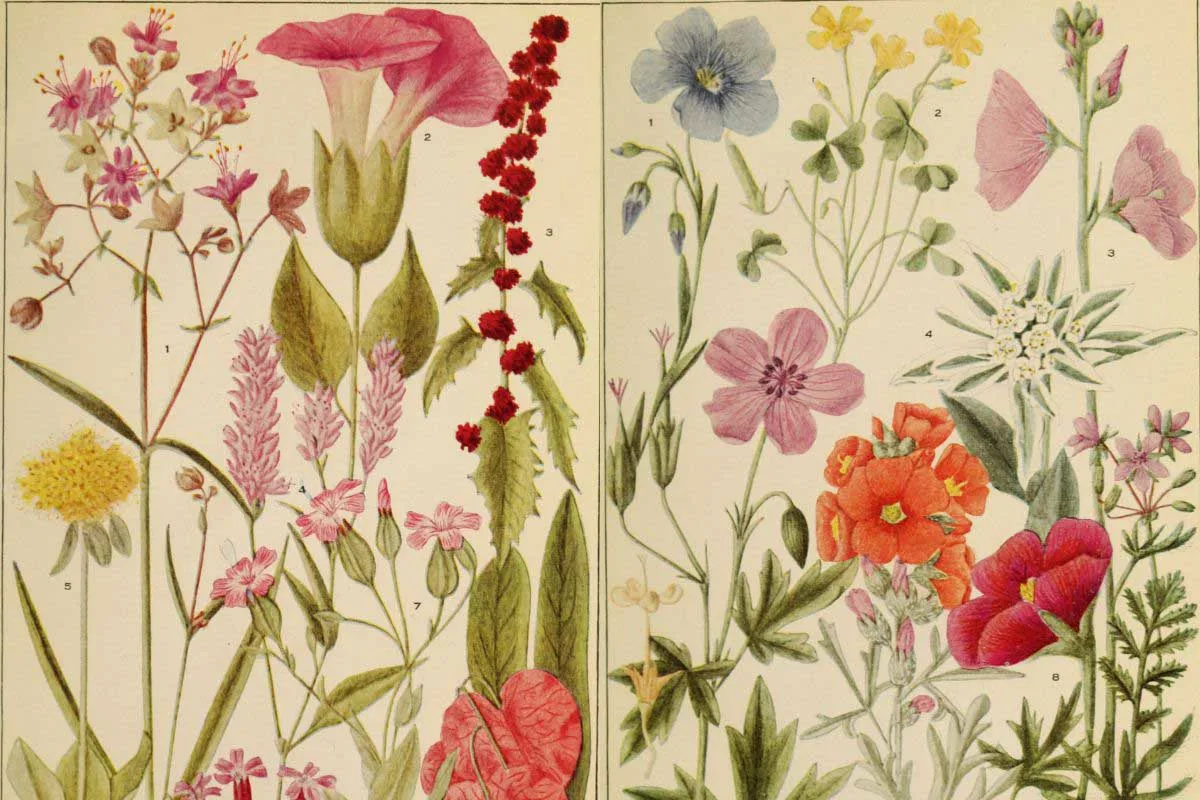 American wildflowers feature image