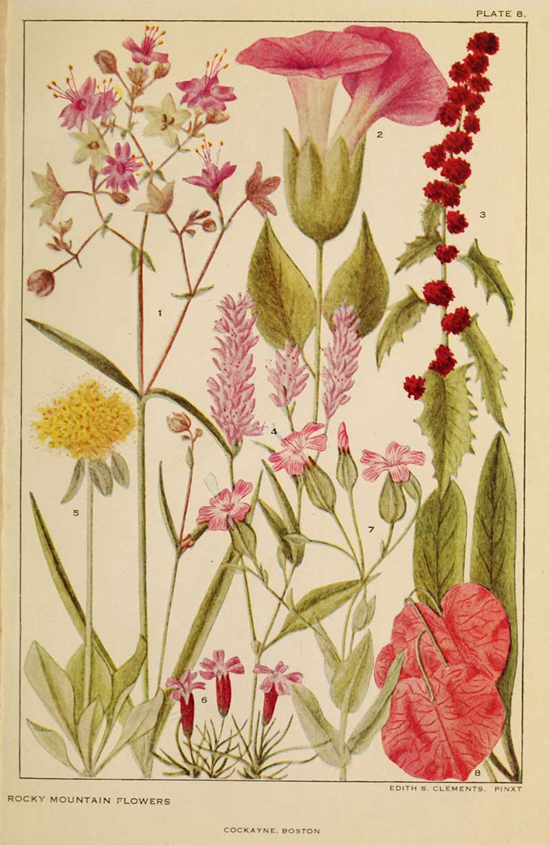 Four O Clock family mixed American Wildflowers