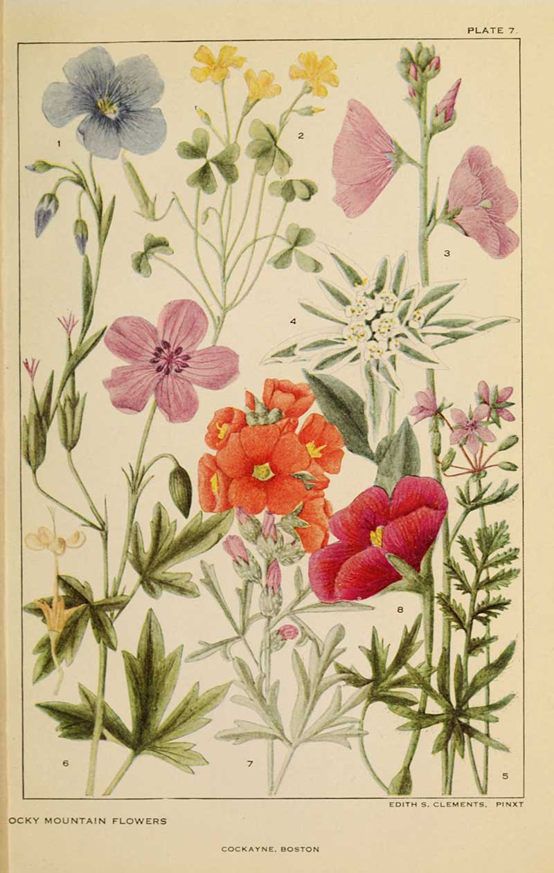 Mallows and Geraniums flowers