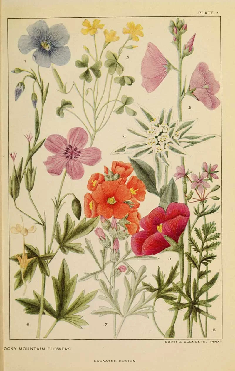 Mallows and Geraniums flowers