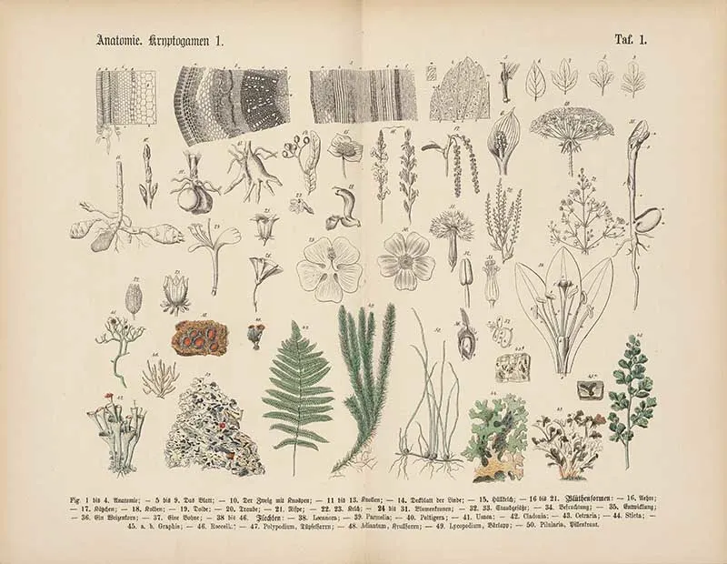 German botanical plate showing plant anatomy, cell structures, and hand-colored cryptogams including lichens and ferns in greens, reds, and yellows Carl Hoffmann botanical illustration vintage art