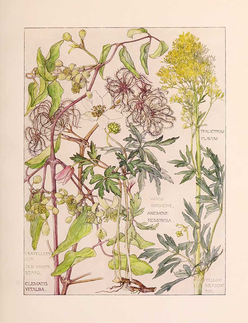 Vintage watercolor botanical illustration showing Clematis vitalba, wood anemone, and yellow meadow rue Harriet Adams wildflower botanical illustration