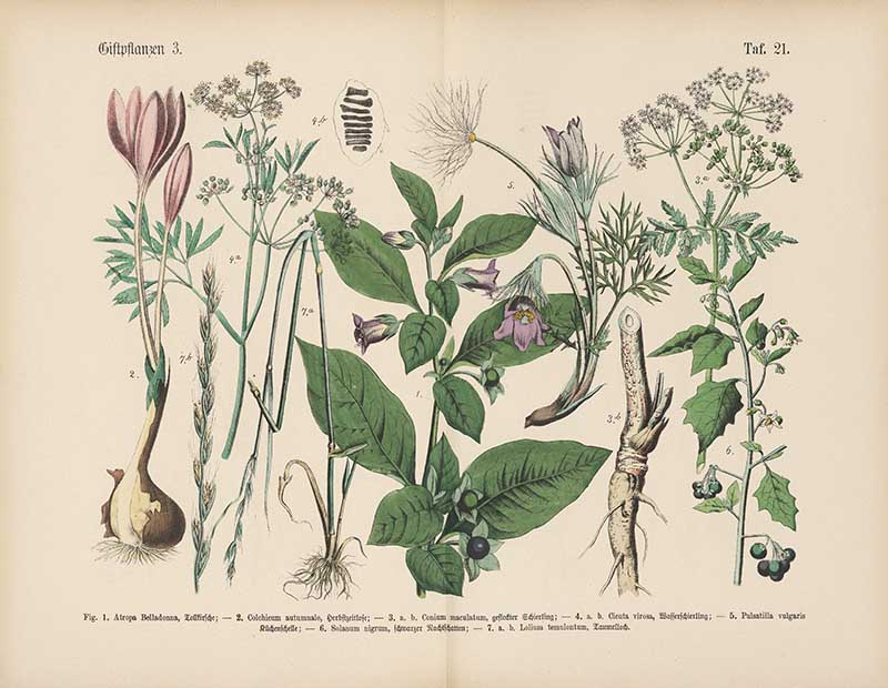 German botanical plate of poisonous plants including deadly nightshade, hemlock, and autumn crocus Carl Hoffmann botanical illustration