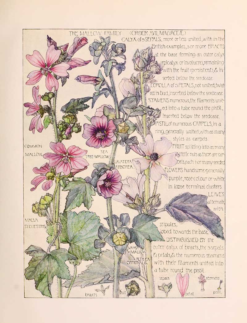 Vintage botanical watercolor showing mallow family wildflowers Harriet Adams wildflower botanical illustration