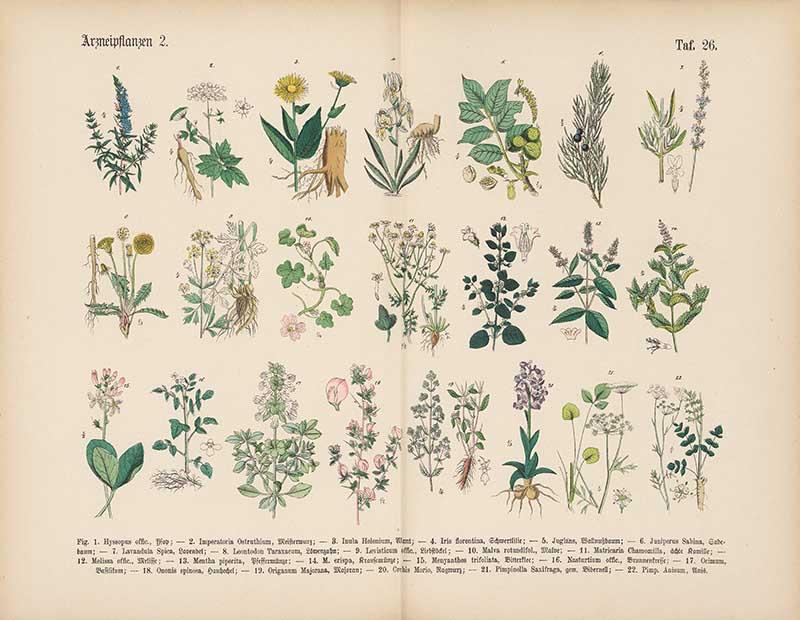 German botanical plate of medicinal plants including lavender, chamomile, peppermint, dandelion, and iris Carl Hoffmann botanical illustration