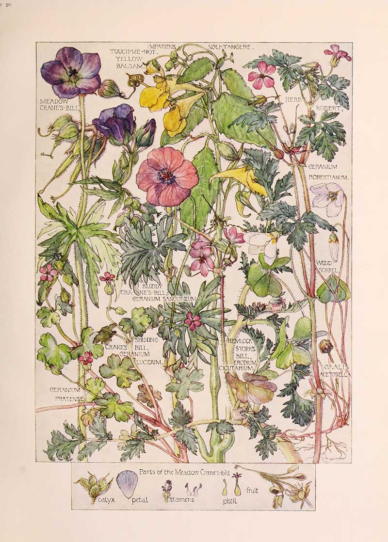 Vintage botanical watercolor showing cranes bill geranium family wildflowers Harriet Adams wildflower botanical illustration