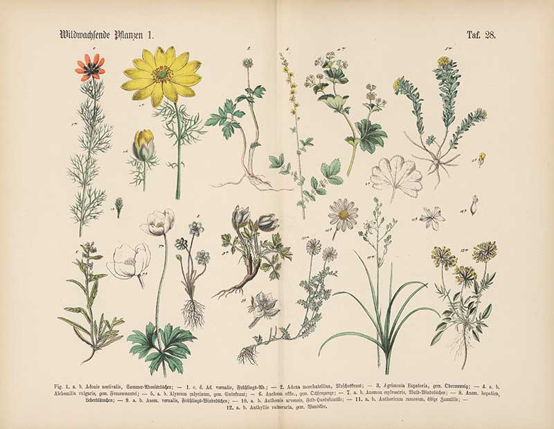 German botanical plate of wild plants including spring adonis, anemone, chamomile, and agrimony Carl Hoffmann botanical illustration