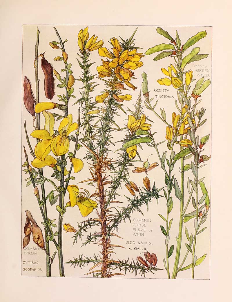 Vintage botanical watercolor showing pea family legume wildflowers Harriet Adams wildflower botanical illustration