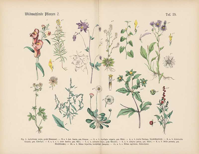 German botanical plate of wild plants including snapdragon, columbine, aster, and common daisy Carl Hoffmann botanical illustration