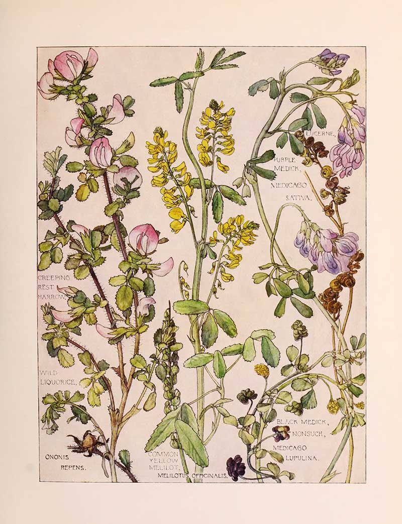 Vintage botanical watercolor showing pea family legume wildflowers second plate Harriet Adams wildflower botanical illustration