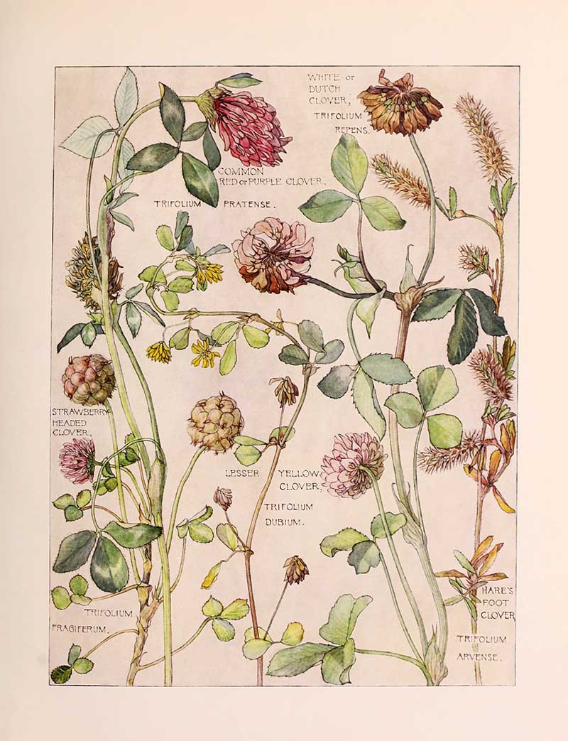 Vintage botanical watercolor showing pea family legume wildflowers third plate Harriet Adams wildflower botanical illustration