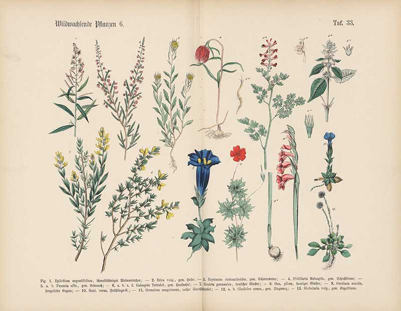 German botanical plate of wild plants including gentian, fritillary, heather, and gladiolus Carl Hoffmann botanical illustration