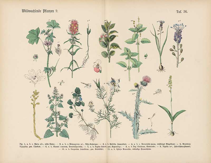 German botanical plate of wild plants including mallow, catnip, thistle, and orchid Carl Hoffmann botanical illustration