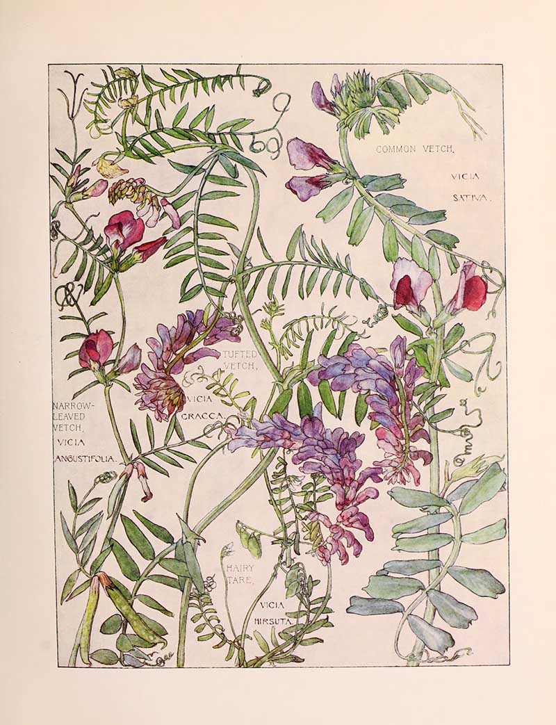 Vintage botanical watercolor showing pea family legume wildflowers fifth plate Harriet Adams wildflower botanical illustration
