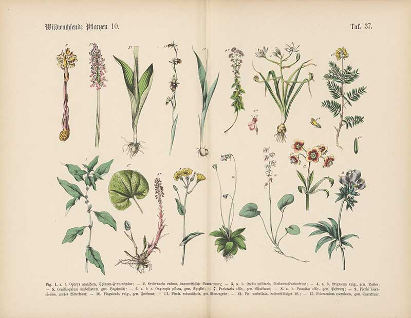 German botanical plate of wild plants including orchids, oregano, and Star of Bethlehem Carl Hoffmann botanical illustration