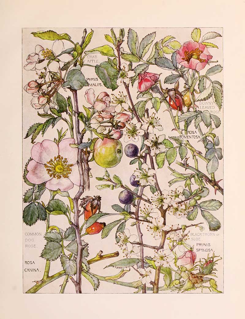 Vintage botanical watercolor showing rose family wildflowers Harriet Adams wildflower botanical illustration
