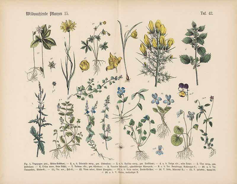 German botanical plate of wild plants including globeflower, wild pansy, periwinkle, and violets Carl Hoffmann botanical illustration