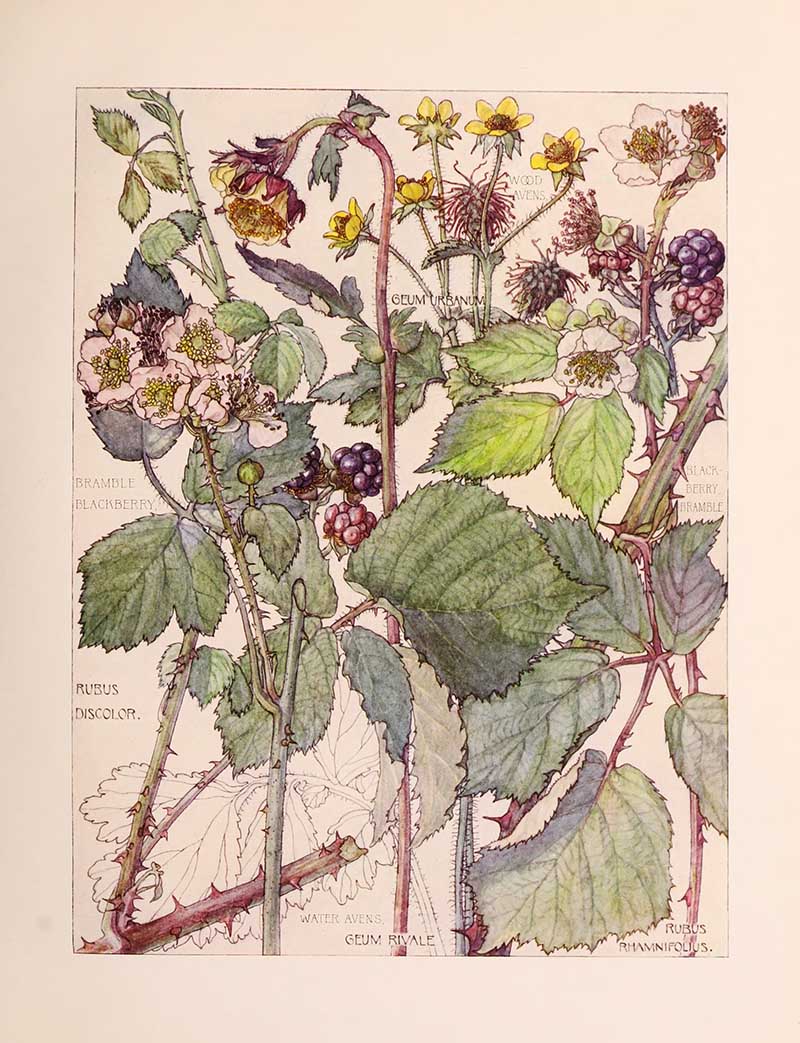 Vintage botanical watercolor showing rose family wildflowers second plate Harriet Adams wildflower botanical illustration